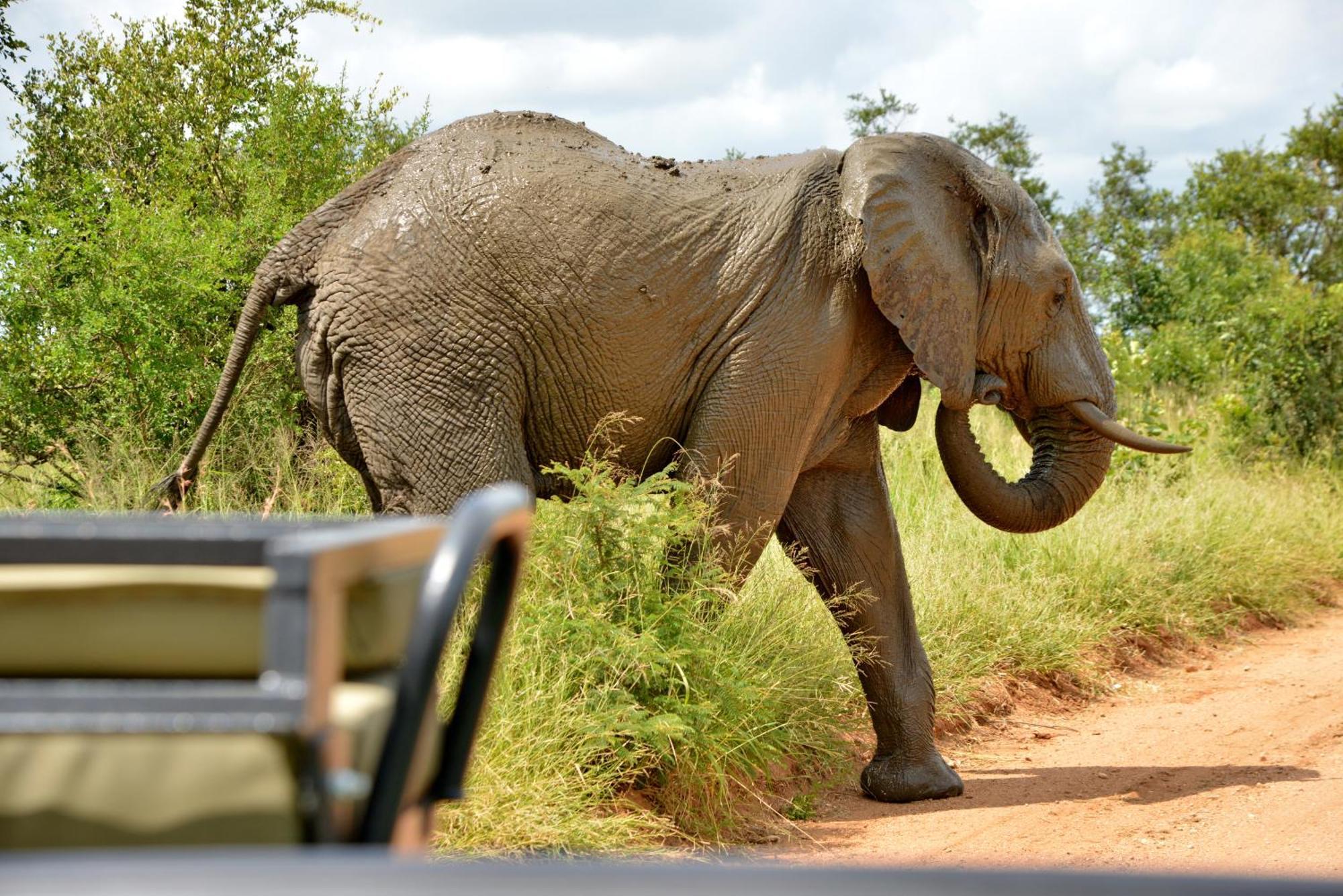 Kruger Safari Lodge Manyeleti Game Reserve Zewnętrze zdjęcie